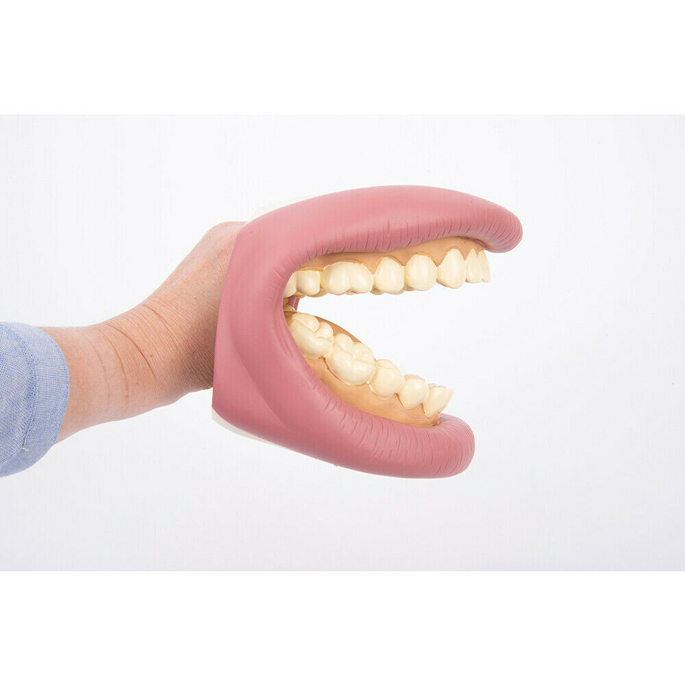 Giant Teeth Dental Demonstration Model | Per Sempre Toys