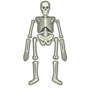 Human Skeleton 